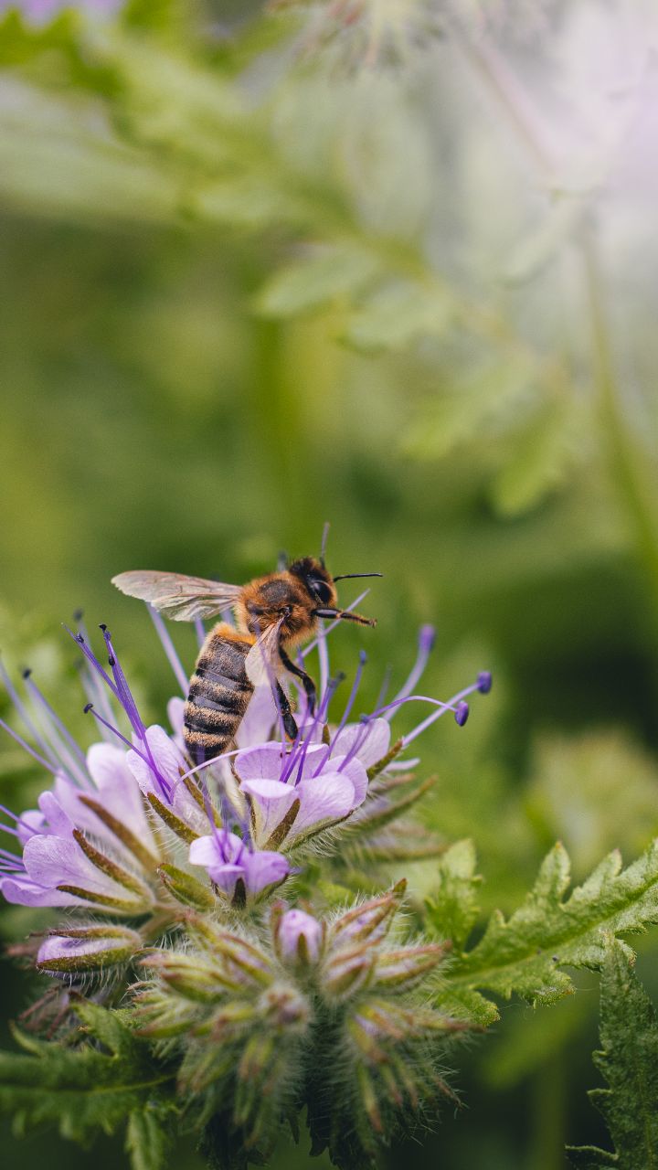 I tak sobie odkrywam ten piękny świat na nowo ❤️

Aparat: Canon R6 mark II
Obiektyw: Canon RF 100mm f2.8L
_____________________________________
#makro #macrophotography #theartofnoticing #canonpolska
