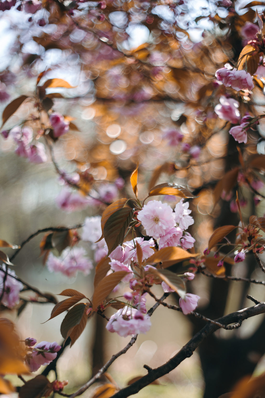 zdjęcia z rozmytym tłem