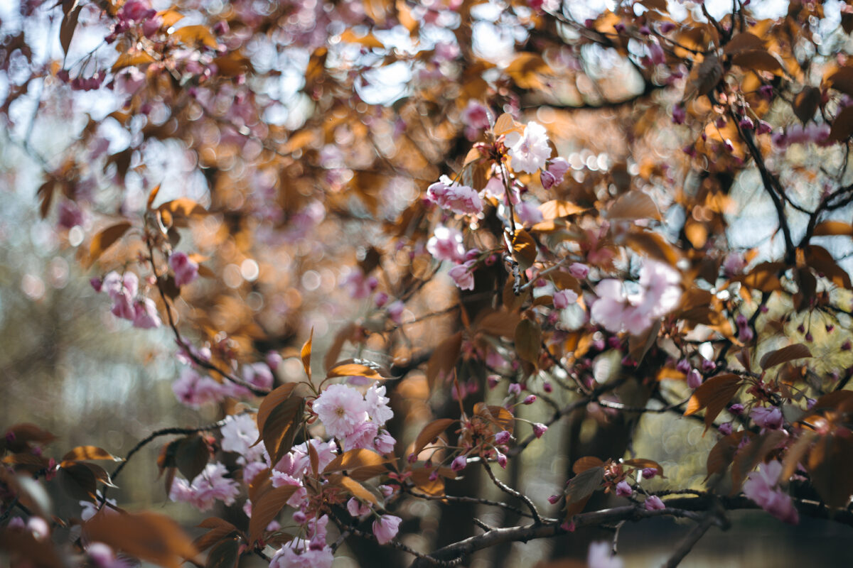 zdjęcia z rozmytym tłem